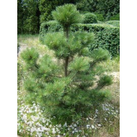 Сосна корабельная